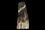 Tall, Polished Petrified Wood Stand-up - McDermitt, Oregon #162885-1